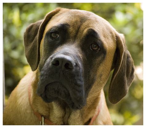 These pups are intelligent, loyal, and protective. Lovely English Mastiff dog photo and wallpaper. Beautiful Lovely English Mastiff dog pictures