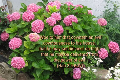 As you read, reflect on the symbolism and analogy used to describe life as let my beloved come into his garden and taste its choice fruits. large- Bible versed Flowers wallpaper | Hot discussions