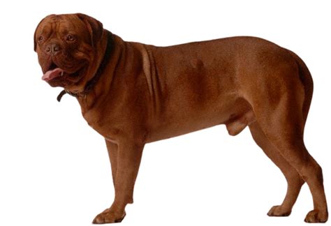 Dogue De Bordeaux Dog Breed Info Size Price Height Petlur