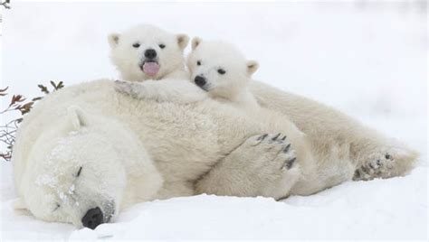 Wake Up Cute Polar Bear Cubs Climb On Top Of Their Snoozing Mum