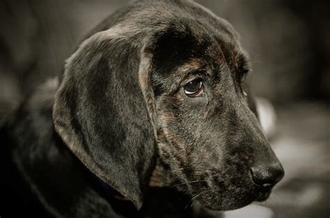 The Plott Hound Ultimate Breed Information Guide Your Dog Advisor