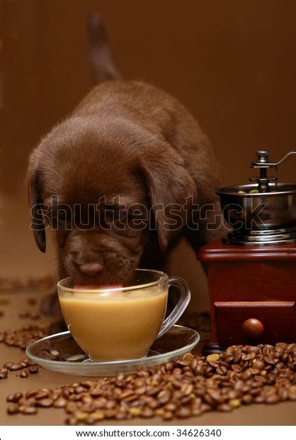 Puppy Drinking Coffee Stock Photo Edit Now 34626340