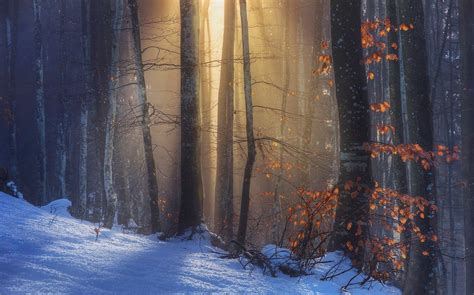 Nature Landscape Sun Rays Sunlight Forest Fall Snow Red Leaves