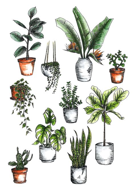 Pin By Valeria Hernandez On Drawing Plant Sketches Plant Drawing