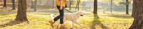 Ways To Celebrate National Walk The Dog Day 2022 Petmate Academy
