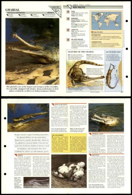 Gharial 32 Reptiles Wildlife Fact File Fold Out Card 252 Picclick