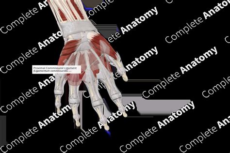 Proximal Commissural Ligament Complete Anatomy