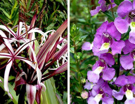 See more ideas about flowers, exotic flowers, beautiful flowers. Planting a Garden With Purple Tropical Flowers | Dengarden