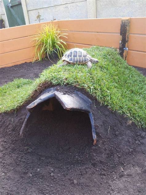 Sod Draped Over An Outside Tortoise Burrow Tortoise Run Tortoise House
