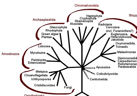 816a Phylogeny Of The Eukarya Biology Libretexts