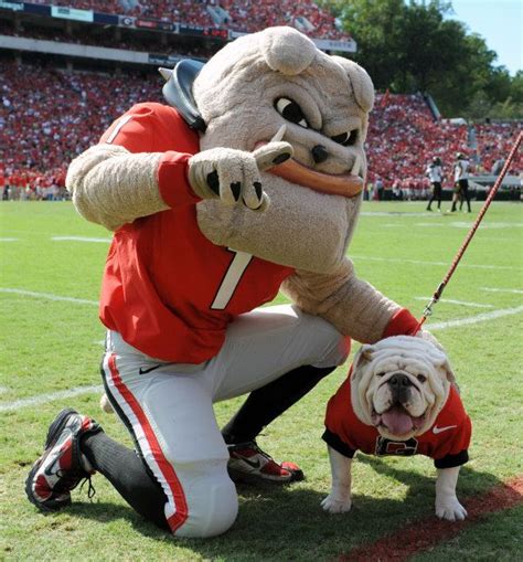 Georgia Vs Missouri Georgia Bulldog Mascot Georgia Bulldogs
