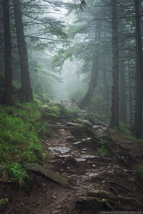 Path In Foggy Forest Forest Photography Foggy Forest Nature Aesthetic