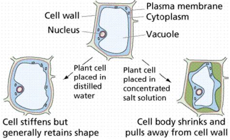 Unlike plant cells that have rigid cell walls, animal cells have flexible cell membranes that allow the cell to enlarge or shrink. How different solutions affect plant cells- cell transport ...