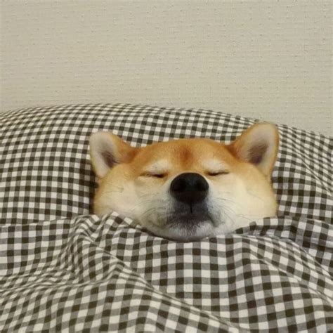 This Dog Is Me Dog Cute Memesdaily Doggo Sleep Plaid Doge