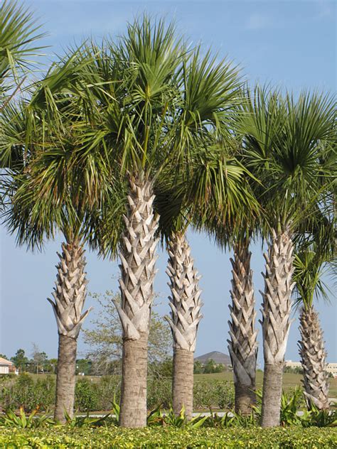 Xl Cabbage Palmetto Palm Tree Sabal Palmetto Urban Tropicals