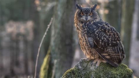 European Eagle Owl Bubo Bubo Understanding Its Majestic Presence