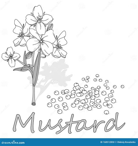 Collection Of Mustard Vector Illustrations Mustard Seeds Flower