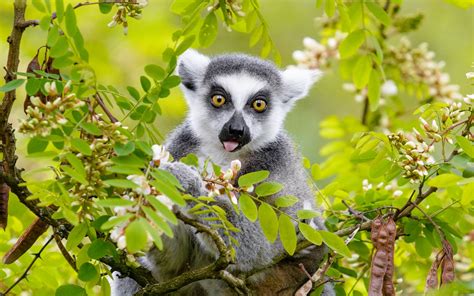 Download Wallpaper 1920x1200 Lemur Tree Branches Animal Funny