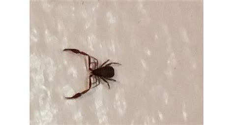 Scorpion Spiders Are Popping Up In Homes Across Canada Mtl Blog