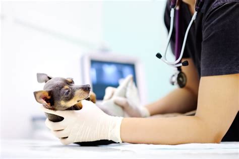 Perineal Hernia In Dogs Symptoms Treatments And Care
