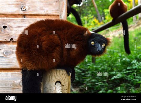 Magnificent Red Ruffed Lemur It Is A Lemuridae Type Monkey This Is