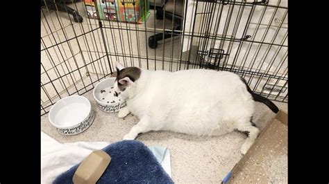 41 pound cat on a mission to find a new home and get in better shape