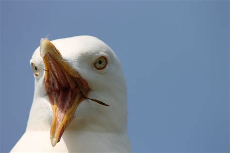 Seagull Close Up Scream Free Photo On Pixabay