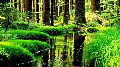 Please Like And Share Thank You Forest Wallpaper