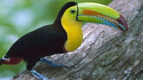 Birds Of African Rainforest African Rainforest Belize Flag Animals