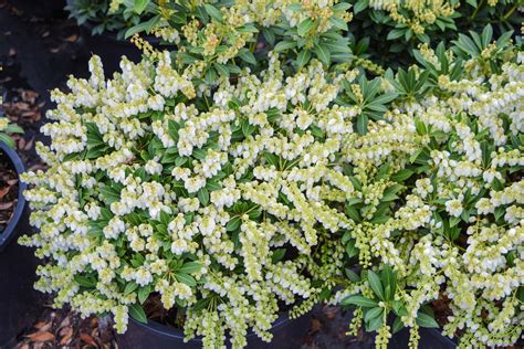 Prelude Japanese Pieris Features Drooping Clusters Of