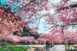 6000株粉色櫻花海爆炸盛開！最美高山粉櫻季開跑日期活動一次看 - 景點+