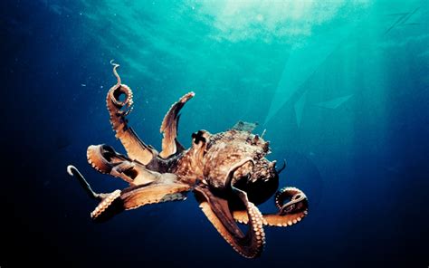 Octopus Sealife Underwater Ocean Sea Wallpaper 1920x1200 434512