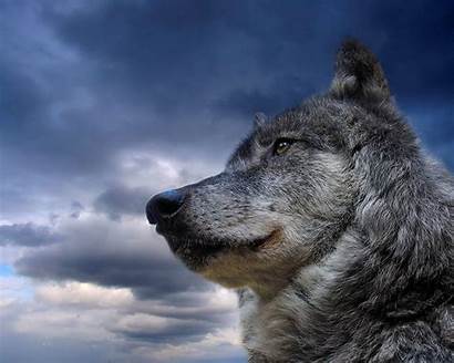 Wolf Grey Wallpapers Desktop Eyes Siberian Cave