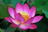 Buddha In Lotus Flower Images