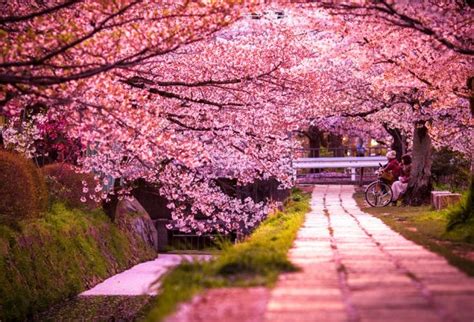 Maj Hanami Où Admirer La Floraison Des Sakura En France Just Focus