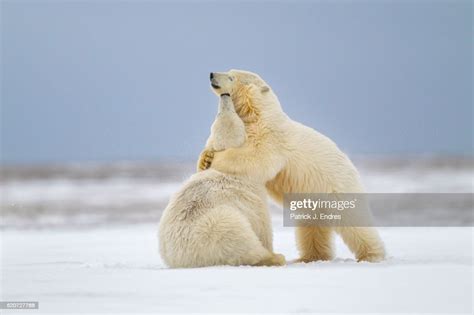 Polar Bears Play Fighting High Res Stock Photo Getty Images