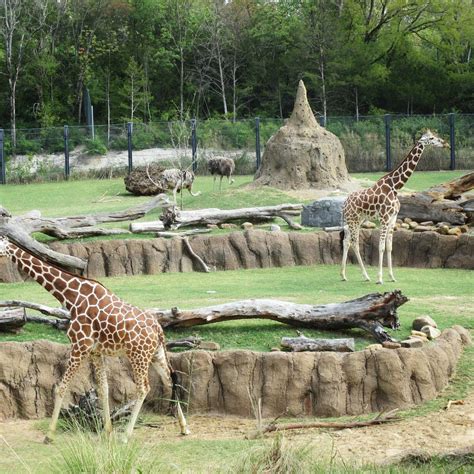 חוות דעת על ‪dallas Zoo‬ דאלאס טקסס Tripadvisor