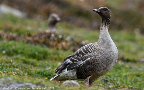 Goose Pink Footed Anser Brachyrhynchus Adult Arctic Norway World