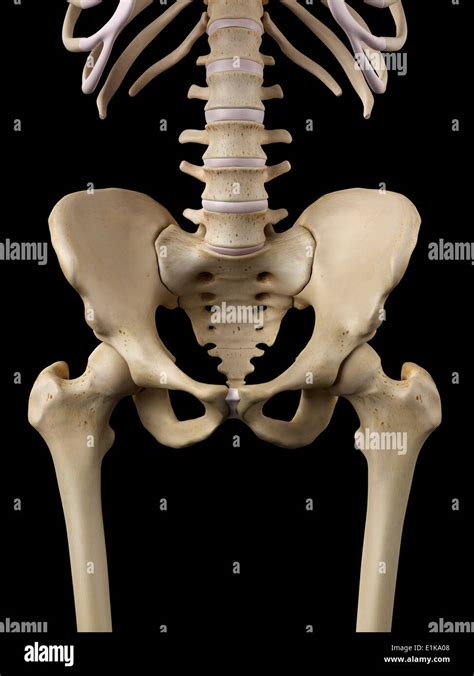 Hip Bone Anatomy Anterior View