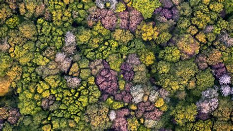Forest Aerial Picardy Bing Wallpaper Download