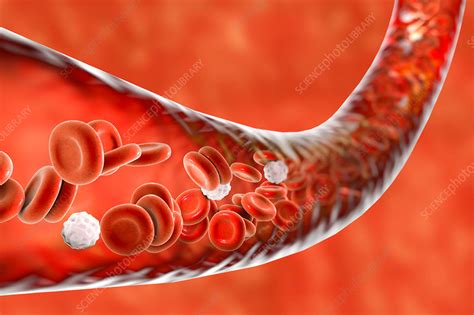 Blood Vessel With Blood Cells Illustration Stock Image F0173818
