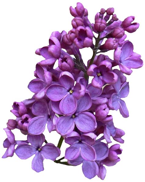 Lilas Png Png All
