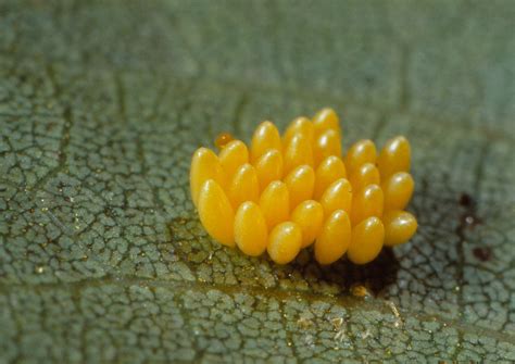 Coccinellid Lady Beetle Eggs Insect Eggs Lady Beetle Beetle