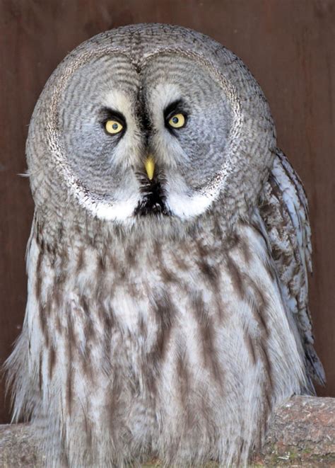 Great Grey Owl Screech Owl Wildlife Park