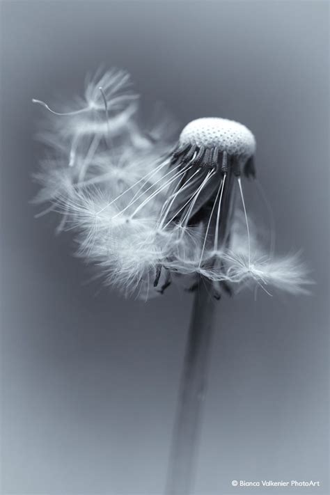 Flickrptafogk Fading In The Wind Dandelion Wings Blown
