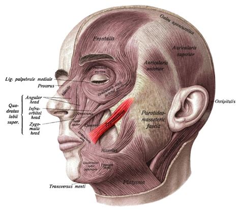 Zygomaticus Google Search Anatomia Do Rosto Anatomia Humana Ioga