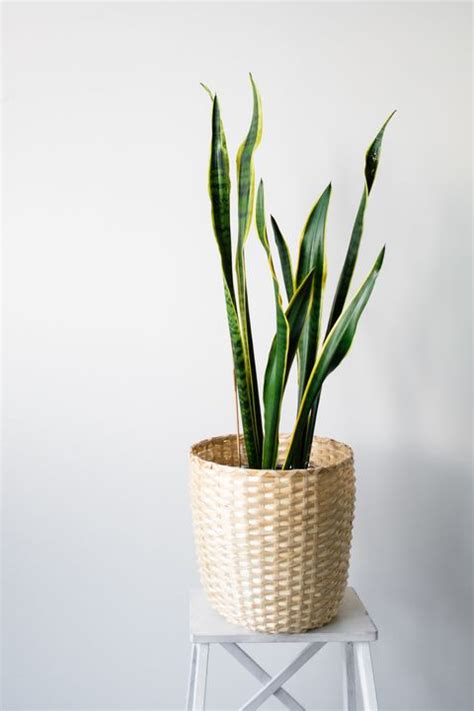 17 Low Maintenance Indoor Plants Easy To Care For Houseplants