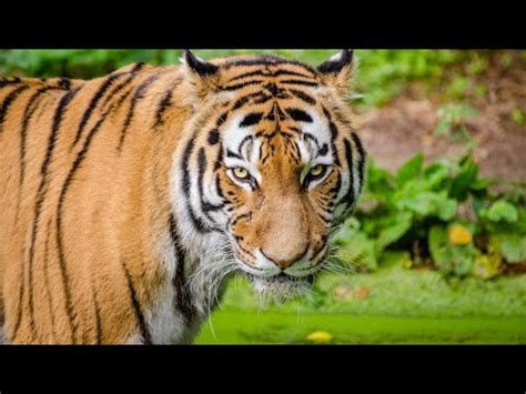 Los Tigres No Son Felinos Seg N National Geografics Youtube