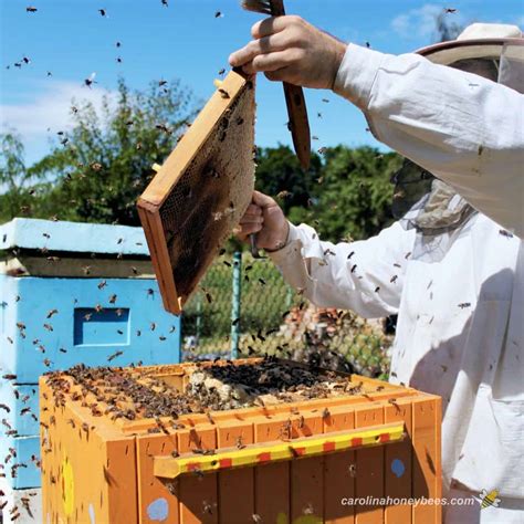 How To Start A Bee Farm Carolina Honeybees