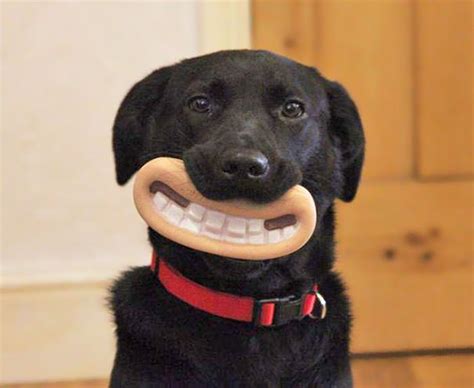 The 15 Funniest Dogs Youve Ever Seen